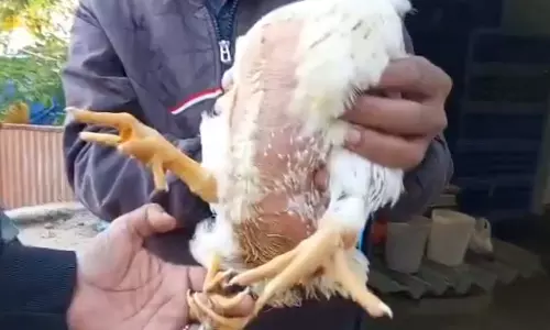 OMG! अचानक दिखी चार टांगों वाली मुर्गी, देखने के लिए भीड़ उमड़ी