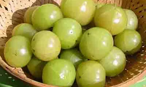 Avala: सर्दियों में रोग प्रतिरोधक क्षमता बढ़ाने वाला फल Avala: सर्दियों में रोग प्रतिरोधक क्षमता बढ़ाने वाला फल