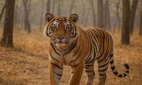 बारनवापारा अभ्यारण्य में बाघ की मौजूदगी, वन विभाग अलर्ट बारनवापारा अभ्यारण्य में बाघ की मौजूदगी, वन विभाग अलर्ट