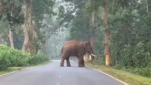 Ganjam के घुमुसर जंगल में हाथियों का नवजात शिशु सुरक्षित, झुंड रख रहा रखवाली