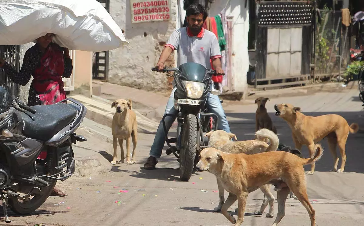 Indore : दो दिनों के अंदर शहर से 40 आवारा कुत्तों को हटाया गया Indore : दो दिनों के अंदर शहर से 40 आवारा कुत्तों को हटाया गया