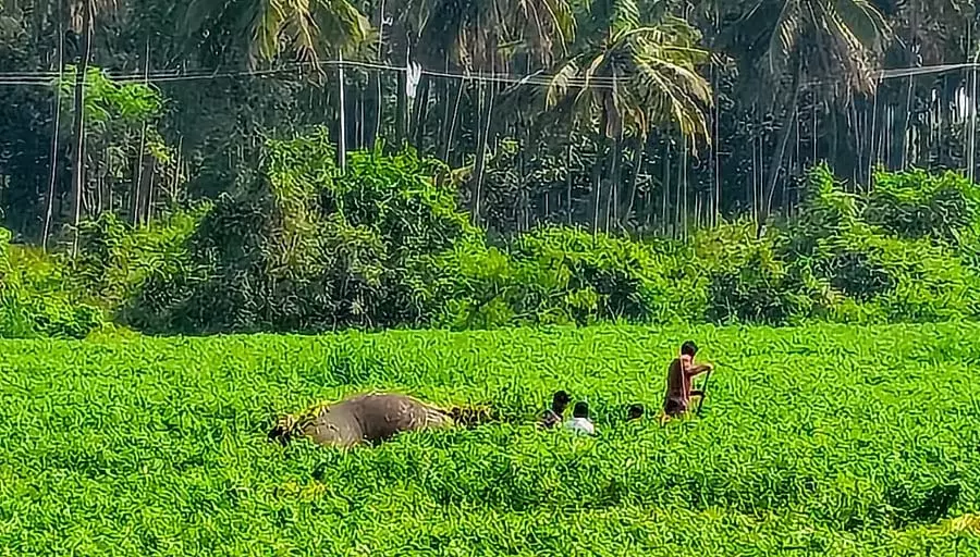 हारोबेले जलाशय के बैकवाटर को पार करते समय हादसा: खरपतवार में फंसने से दो हाथियों की मौत हारोबेले जलाशय के बैकवाटर को पार करते समय हादसा: खरपतवार में फंसने से दो हाथियों की मौत