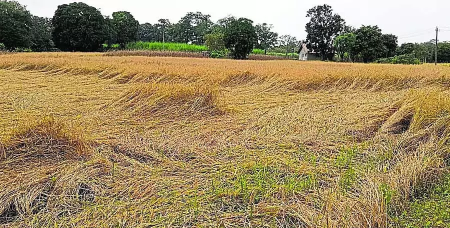 बेमौसम बारिश: कटाई के समय धान के खेत बर्बाद हो गए बेमौसम बारिश: कटाई के समय धान के खेत बर्बाद हो गए