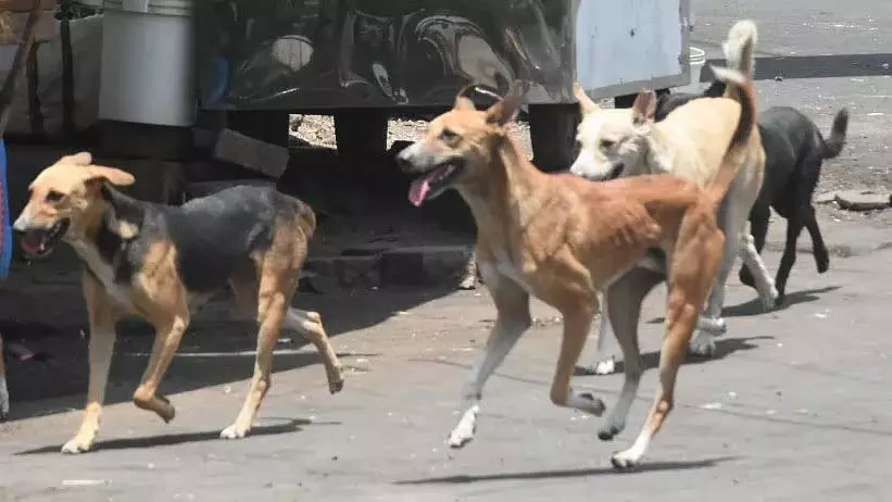 Pune : आवारा कुत्तों की आबादी कम हुई, लेकिन काटने के मामले अभी भी बढ़ रहे है Pune : आवारा कुत्तों की आबादी कम हुई, लेकिन काटने के मामले अभी भी बढ़ रहे है