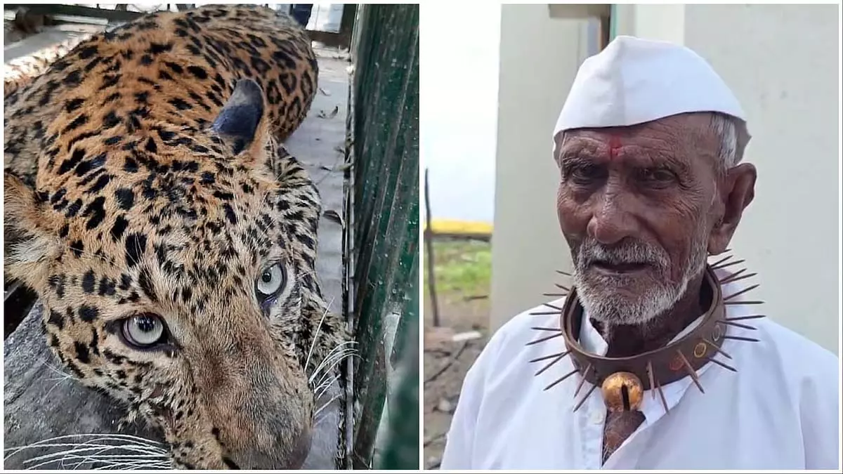 तेंदुए के हमले से प्रभावित शिरूर तहसील के ग्रामीण जानलेवा हमलों से बचने के लिए नुकीले कॉलर पहनते है तेंदुए के हमले से प्रभावित शिरूर तहसील के ग्रामीण जानलेवा हमलों से बचने के लिए नुकीले कॉलर पहनते है