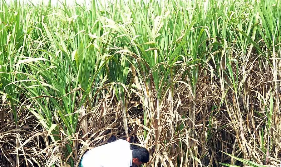 Karnataka : हरिद्रा तीर्थ पुष्करणी की सफाई का काम शुरू हो गया है Karnataka : हरिद्रा तीर्थ पुष्करणी की सफाई का काम शुरू हो गया है
