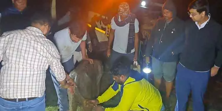 Angul हाथी के बच्चे को वापस लेने से झुंड का इनकार, संक्रमण का संदेह Angul हाथी के बच्चे को वापस लेने से झुंड का इनकार, संक्रमण का संदेह