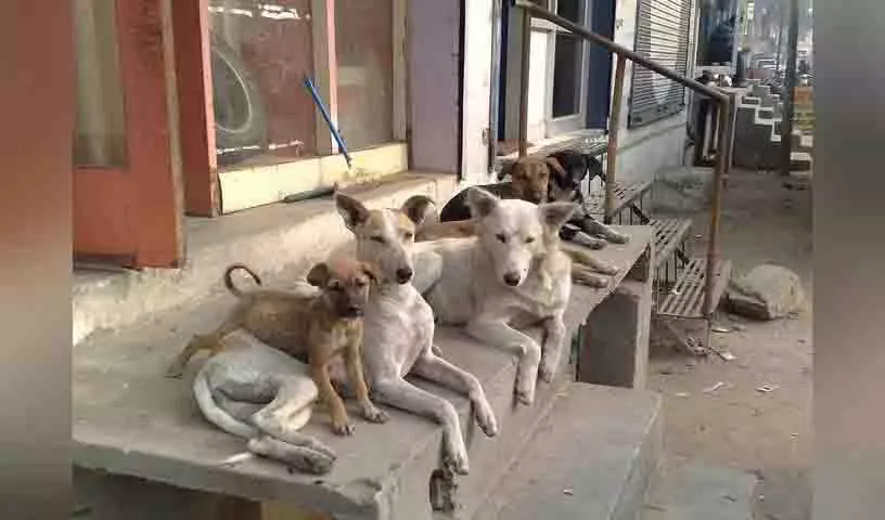 पशु कल्याण समूह: आवासीय क्षेत्रों से कुत्तों को हटाना अवैध पशु कल्याण समूह: आवासीय क्षेत्रों से कुत्तों को हटाना अवैध