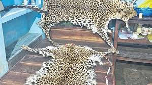 DRI ने तेंदुए की खाल और सिर जब्त किया, तीन वन्यजीव तस्करों को पकड़ा