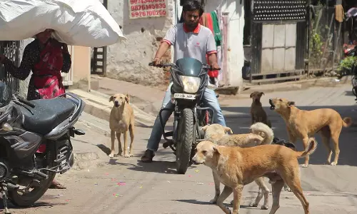 Indore : दो दिनों के अंदर शहर से 40 आवारा कुत्तों को हटाया गया