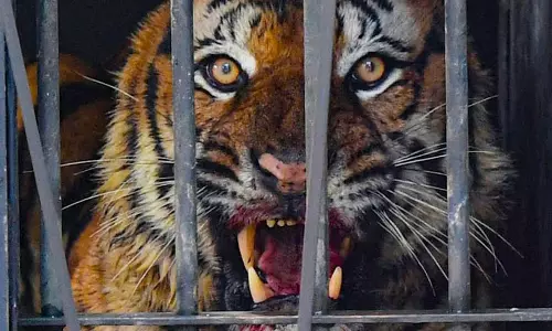 Forest अधिकारियों को शक है कि बचाए गए बांदीपुर बाघ ने अक्टूबर में एक किसान पर जानलेवा हमला किया Forest अधिकारियों को शक है कि बचाए गए बांदीपुर बाघ ने अक्टूबर में एक किसान पर जानलेवा हमला किया
