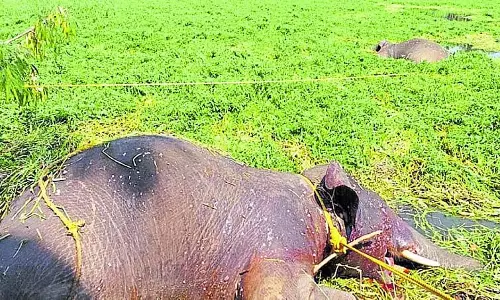 Kanakapura : बैकवाटर की खरपतवार हाथियों को डुबो रही है