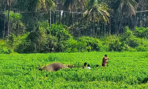 हारोबेले जलाशय के बैकवाटर को पार करते समय हादसा: खरपतवार में फंसने से दो हाथियों की मौत हारोबेले जलाशय के बैकवाटर को पार करते समय हादसा: खरपतवार में फंसने से दो हाथियों की मौत