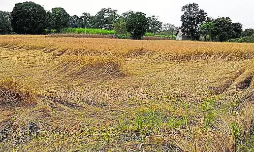 बेमौसम बारिश: कटाई के समय धान के खेत बर्बाद हो गए
