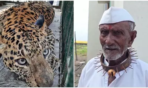 तेंदुए के हमले से प्रभावित शिरूर तहसील के ग्रामीण जानलेवा हमलों से बचने के लिए नुकीले कॉलर पहनते है