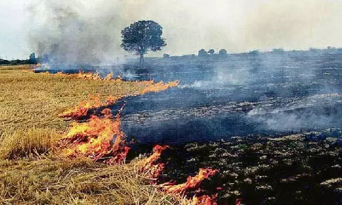 कपूरथला में पराली जलाने के मामले में 25 FIR दर्ज