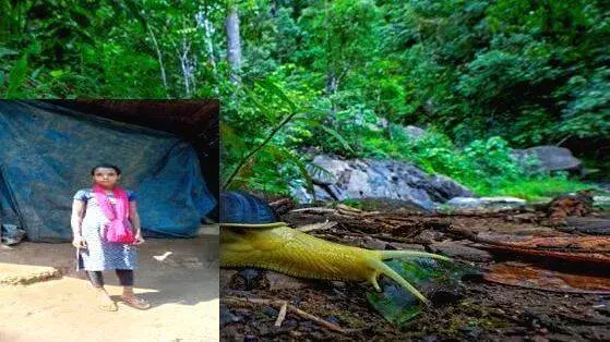 kerala: वायनाड में छोटे से शेड में रह रहे चोलनायकन समुदाय के 30 लोग