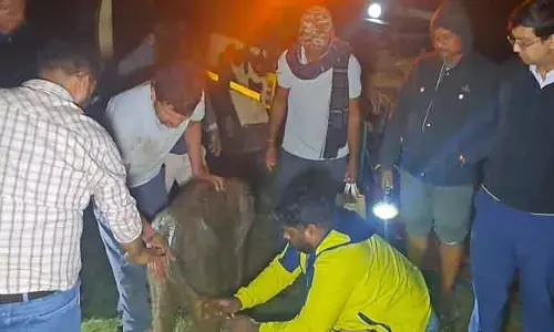 Angul हाथी के बच्चे को वापस लेने से झुंड का इनकार, संक्रमण का संदेह Angul हाथी के बच्चे को वापस लेने से झुंड का इनकार, संक्रमण का संदेह