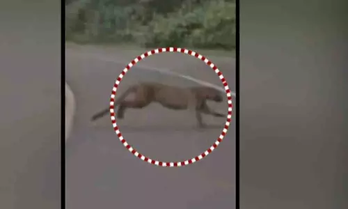 बाघों के घूमते वीडियो वायरल होने से कोरापुट और कंधमाल में दहशत