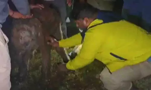 अंगुल में मानव संपर्क के बाद बचाए गए हाथी के बच्चे को झुंड ने अस्वीकार कर दिया