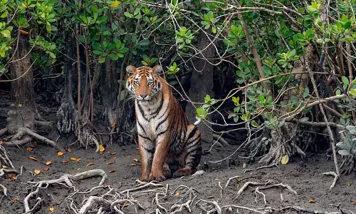 क्या बाघों का आहार बदल रहा है? सर्वेक्षण होगा, पर्यटकों ने यात्राएँ रद्द कीं