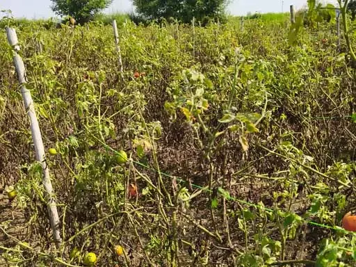 टमाटर उत्पादक किसानों ने मांगा मुआवजा, बीमारी से फसल खराब टमाटर उत्पादक किसानों ने मांगा मुआवजा, बीमारी से फसल खराब
