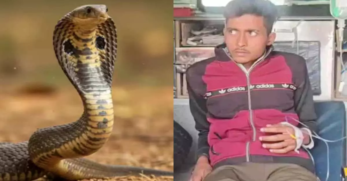 Baghpat: सांप के डसने से युवक गंवा बैठा अपनी आवाज़ Baghpat: सांप के डसने से युवक गंवा बैठा अपनी आवाज़