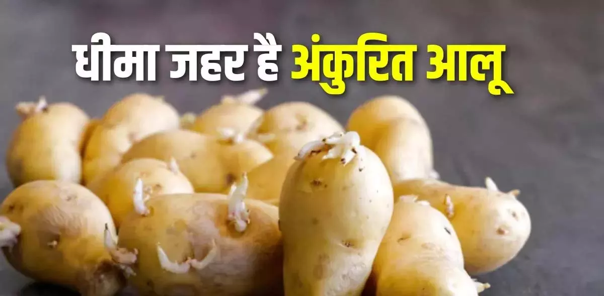 हरे आलू से बचें, नहीं तो Health खतरे में हरे आलू से बचें, नहीं तो Health खतरे में