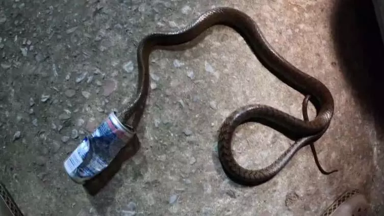 रैट स्नेक कोल्ड ड्रिंक कैन में फंसा, रेस्क्यू सफल रैट स्नेक कोल्ड ड्रिंक कैन में फंसा, रेस्क्यू सफल