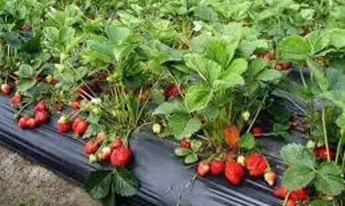 Strawberry Plant: घर पर कैसे उगाएं स्ट्रॉबेरी Strawberry Plant: घर पर कैसे उगाएं स्ट्रॉबेरी