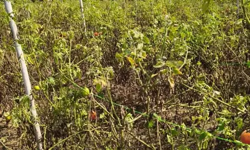टमाटर उत्पादक किसानों ने मांगा मुआवजा, बीमारी से फसल खराब