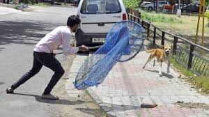 Gurugram में प्रदर्शनकारियों ने सुप्रीम कोर्ट के आवारा कुत्तों के स्थानांतरण आदेश को अमानवीय बताया