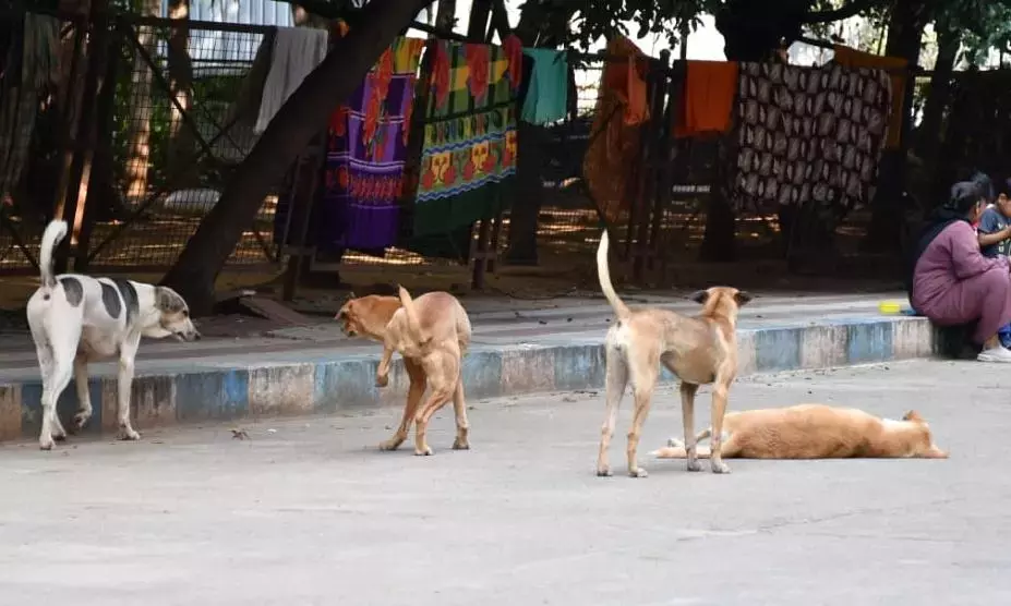 Hyderabad के सरकारी अस्पतालों का कहना है कि आवारा कुत्ते उठाए जाने के बाद वापस लौट आते हैं Hyderabad के सरकारी अस्पतालों का कहना है कि आवारा कुत्ते उठाए जाने के बाद वापस लौट आते हैं