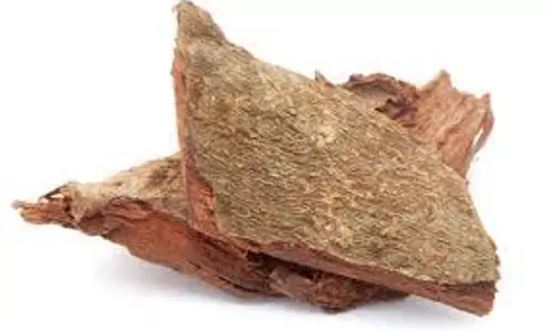 Health: जानिए अर्जुन की छाल के 5 फायदे, इन बीमारियों से मिल सकता है छुटकारा