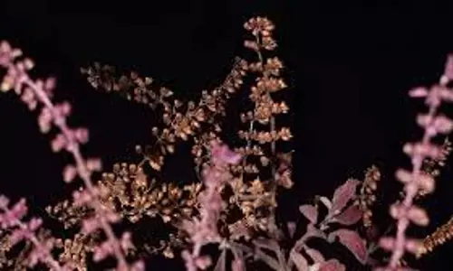 Tulsi Plant Manjari Upay: तुलसी का पौधा कलियों सहित दिखे तो करें ये 3 उपाय, हर तरफ से बरसेगा धन और सौभाग्य Tulsi Plant Manjari Upay: तुलसी का पौधा कलियों सहित दिखे तो करें ये 3 उपाय, हर तरफ से बरसेगा धन और सौभाग्य