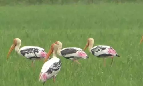Mahakalapara गहिरमाथा के तटों पर चित्रित सारसों की शोभा