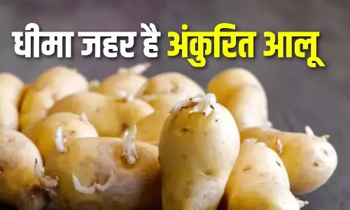 हरे आलू से बचें, नहीं तो Health खतरे में हरे आलू से बचें, नहीं तो Health खतरे में