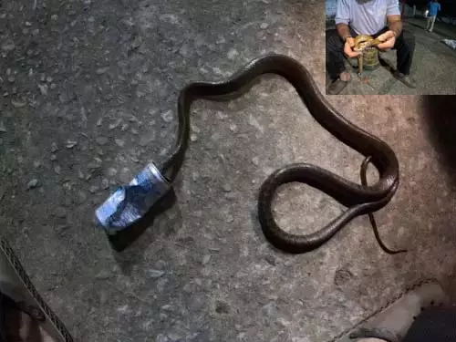 सांप की जान बचाई गई, कोल्ड ड्रिंक बोतल में फंसा था मुंह सांप की जान बचाई गई, कोल्ड ड्रिंक बोतल में फंसा था मुंह