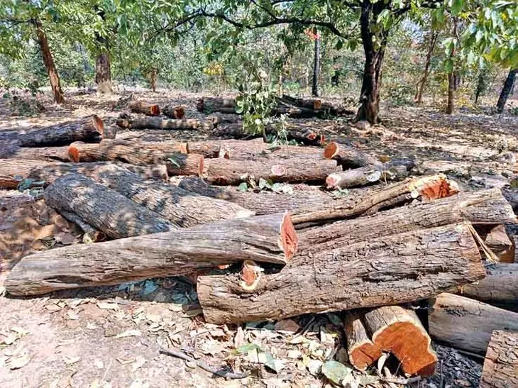 Jammu: एफपीएफ और वन विभाग की संयुक्त टीम ने की छानबीन Jammu: एफपीएफ और वन विभाग की संयुक्त टीम ने की छानबीन