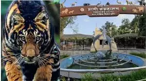 Indore: इंदौर जू में नए साल में आगमन के लिए तैयार ब्लैक टाइगर Indore: इंदौर जू में नए साल में आगमन के लिए तैयार ब्लैक टाइगर