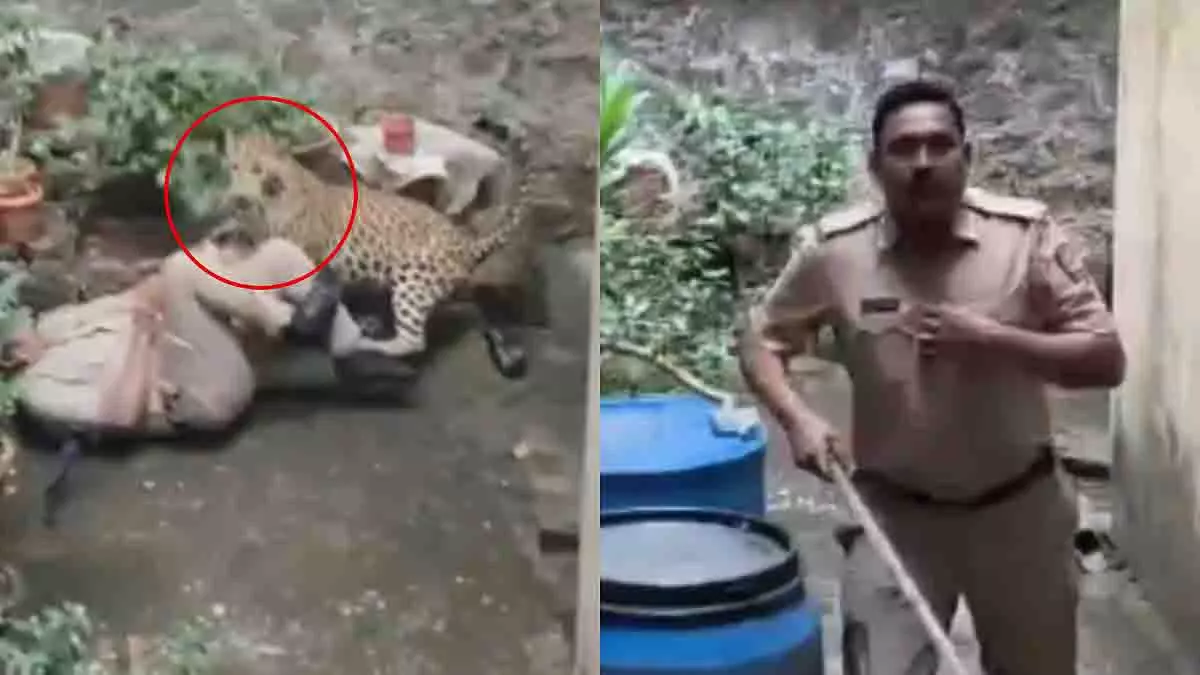 Kolhapur: तेंदुए के हमले से पुलिस अधिकारी की जान बची, बचाव अभियान जारी Kolhapur: तेंदुए के हमले से पुलिस अधिकारी की जान बची, बचाव अभियान जारी
