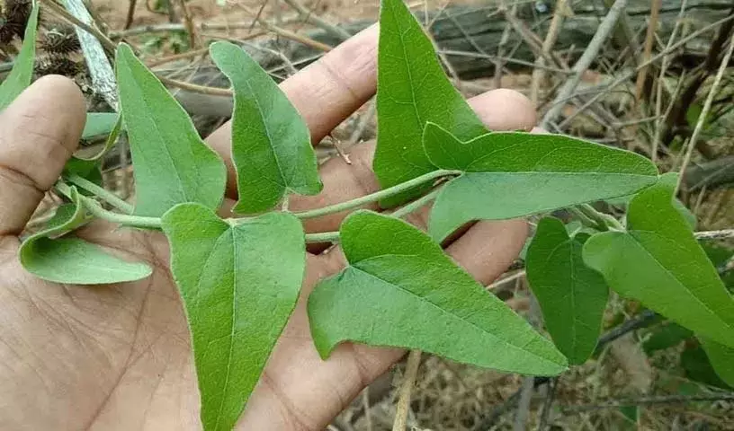 जब भी आपको यह पौधा अपने आस-पास दिखे तो दूसरा थीगा के पत्ते लाना न भूलें! जब भी आपको यह पौधा अपने आस-पास दिखे तो दूसरा थीगा के पत्ते लाना न भूलें!