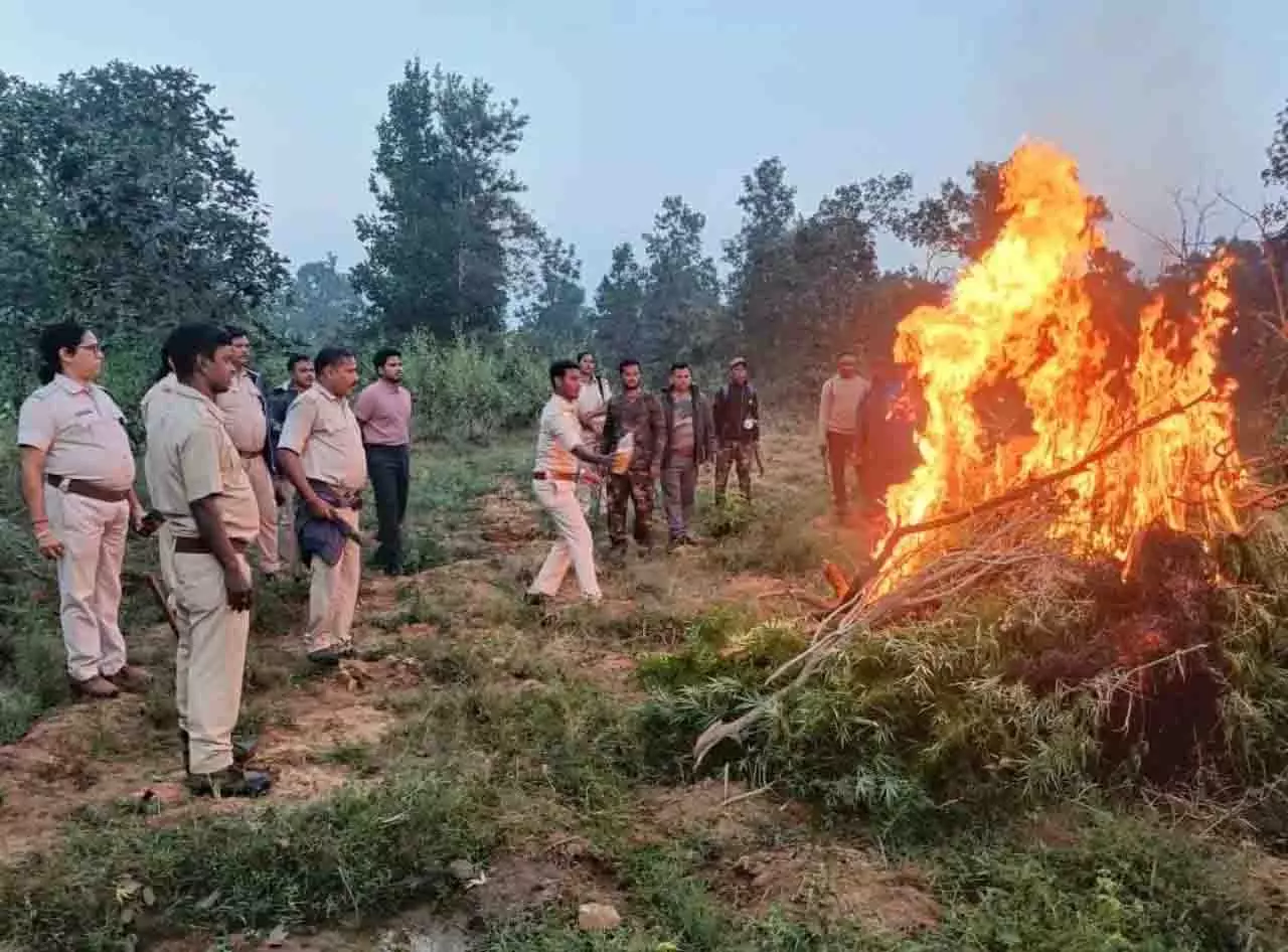 Sundargarh में 10 लाख रुपये से अधिक मूल्य के गांजा के बागान नष्ट किए गए Sundargarh में 10 लाख रुपये से अधिक मूल्य के गांजा के बागान नष्ट किए गए
