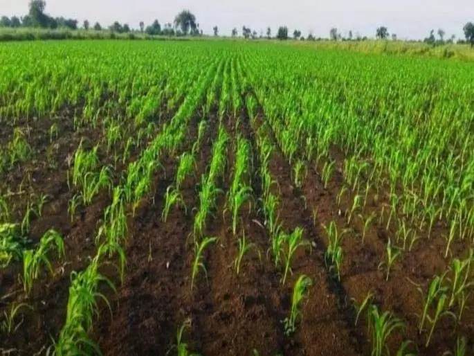 रबी की बुवाई से पहले नीरा क्षेत्र में बारिश की संभावना, ठंड बढ़ेगी रबी की बुवाई से पहले नीरा क्षेत्र में बारिश की संभावना, ठंड बढ़ेगी