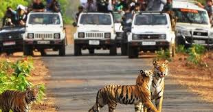 Chandrapur में बनेगा नया टाइगर सफारी