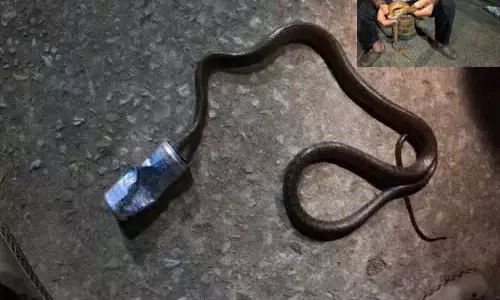 सांप की जान बचाई गई, कोल्ड ड्रिंक बोतल में फंसा था मुंह सांप की जान बचाई गई, कोल्ड ड्रिंक बोतल में फंसा था मुंह