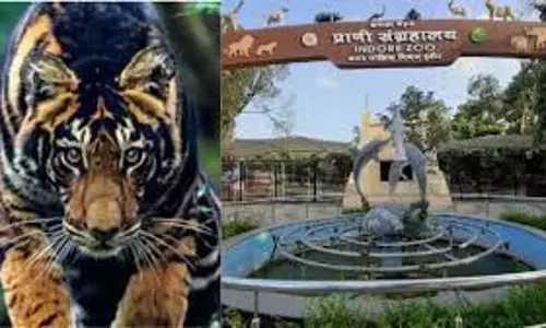 Indore: इंदौर जू में नए साल में आगमन के लिए तैयार ब्लैक टाइगर Indore: इंदौर जू में नए साल में आगमन के लिए तैयार ब्लैक टाइगर