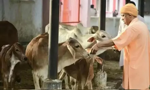 Lucknow: नंद बाबा दुग्ध मिशन: उत्तर प्रदेश में डेयरी सेक्टर में बदलाव Lucknow: नंद बाबा दुग्ध मिशन: उत्तर प्रदेश में डेयरी सेक्टर में बदलाव