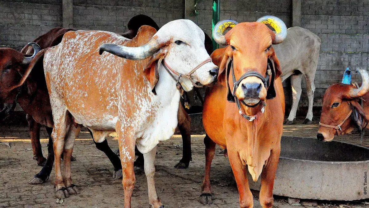 Lucknow: उत्तर प्रदेश में गिर गाय से किसानों को आर्थिक लाभ Lucknow: उत्तर प्रदेश में गिर गाय से किसानों को आर्थिक लाभ