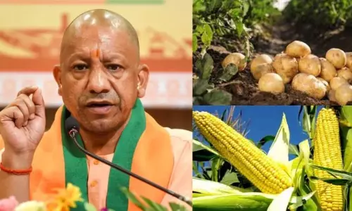 Lucknow: योगी सरकार की कृषि नीतियों से किसानों की सफलता की मिसाल Lucknow: योगी सरकार की कृषि नीतियों से किसानों की सफलता की मिसाल